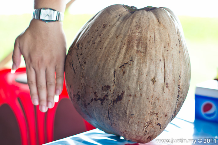 Biggest Coconut Justinmy